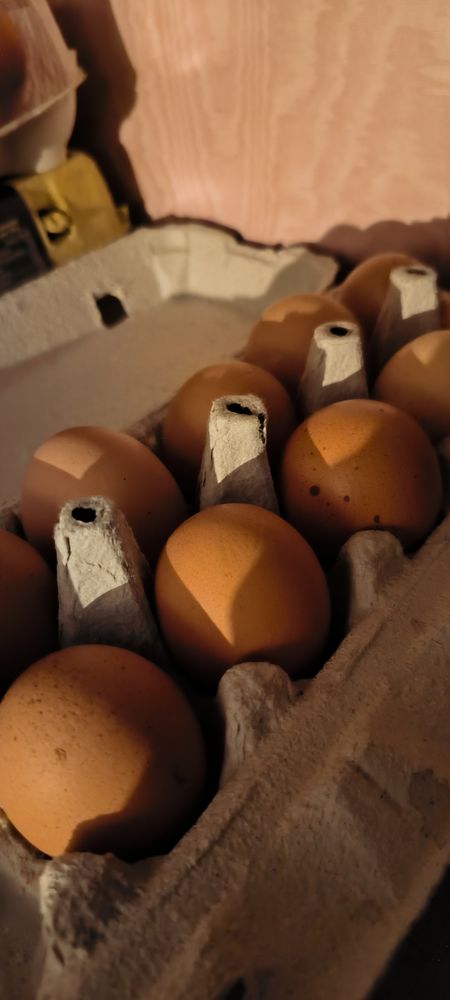 Oeufs f&eacute;cond&eacute; 1 51230 Pleurs