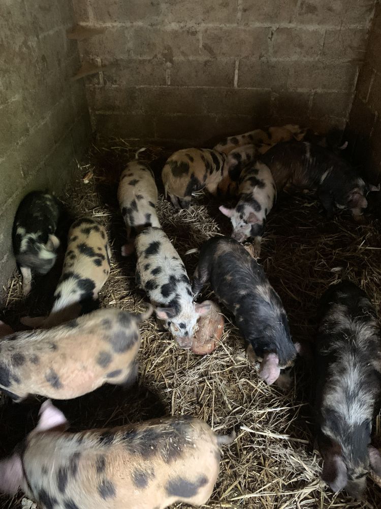 cochon kune kune 100 14220 Tournebu