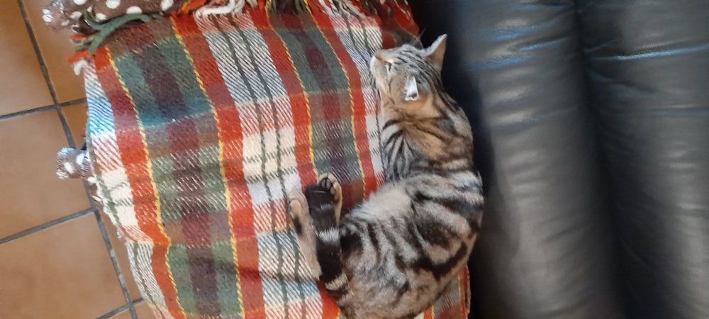 on recherche QUIQUI CHAT TIGRE TYPE EUROPEEN 0 16800 Soyaux