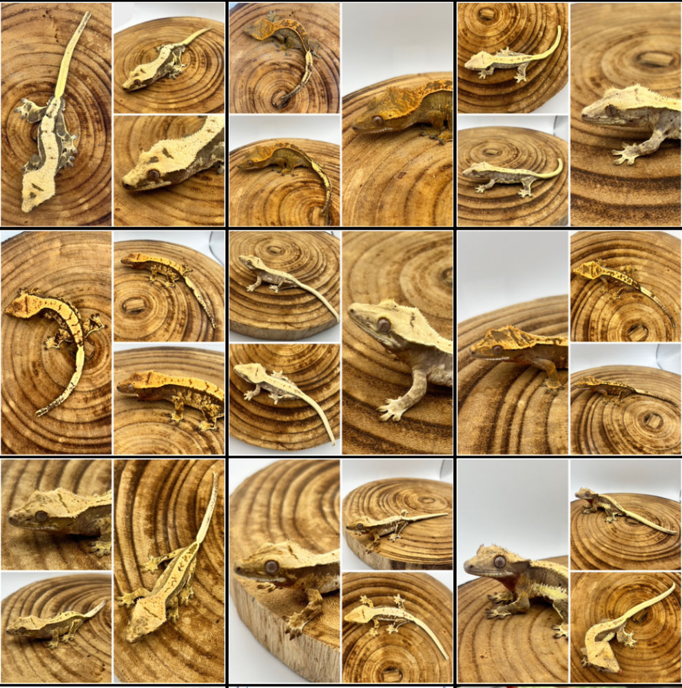 Gecko a cr&ecirc;te / cloporte 0 81000 Albi