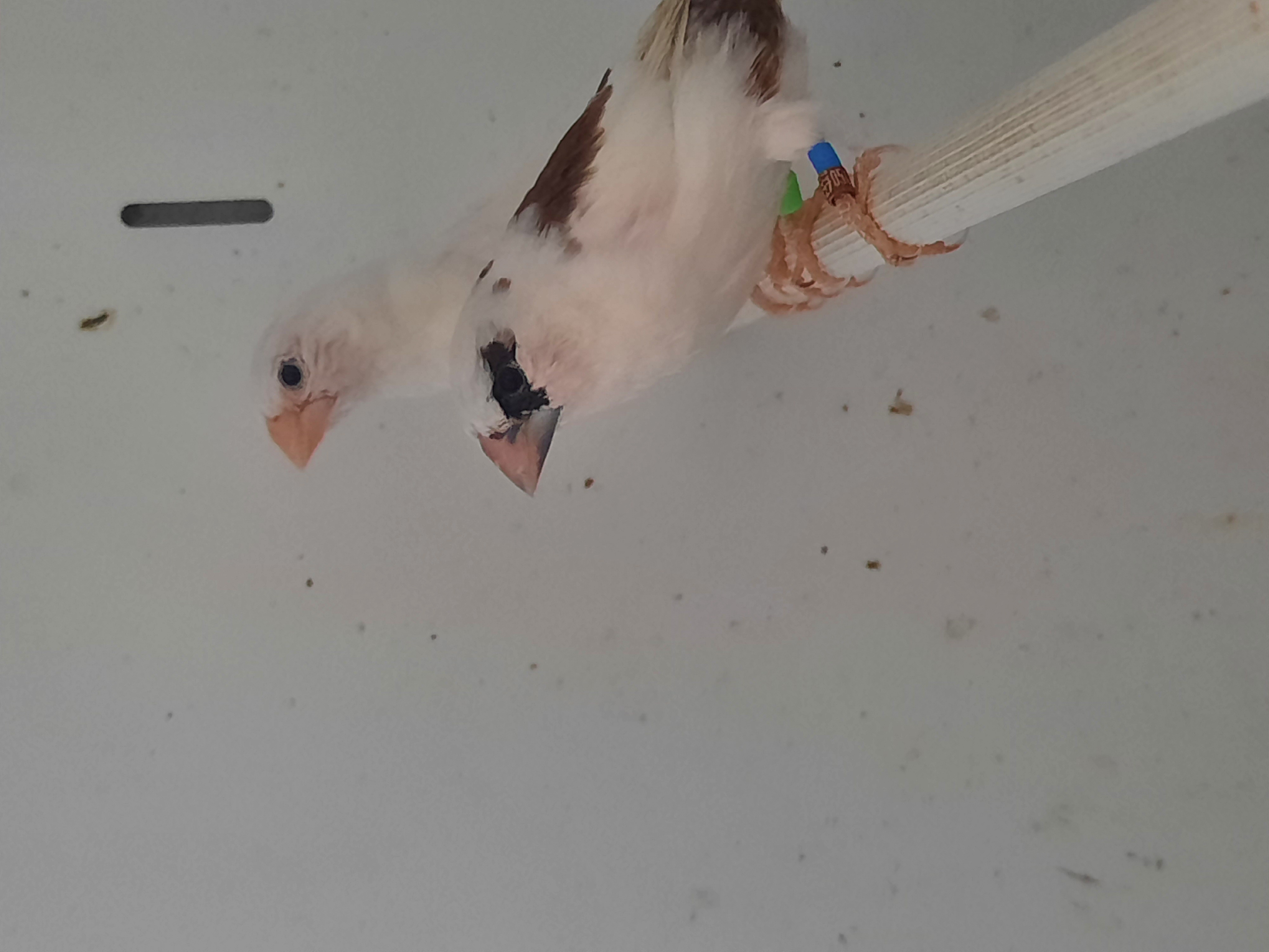 Moineaux du japon 10 34300 Agde