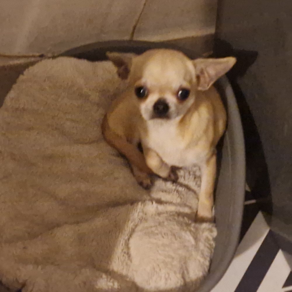 Port&eacute;e de 3 sublimes chihuahuas  pl court non lof.
900 37120 Luz�