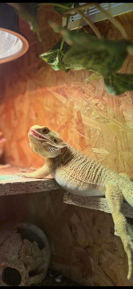 Pogona vitticeps 80 11120 Ginestas