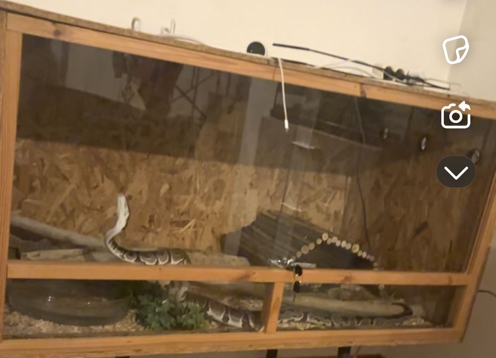 Python avec terrarium 180 11120 Ginestas