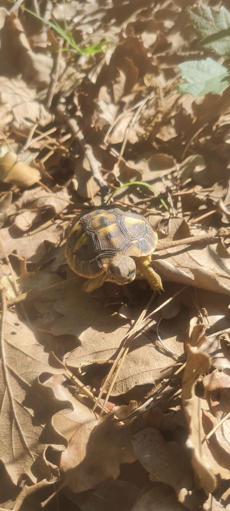 Bb tortues 55 84100 Orange