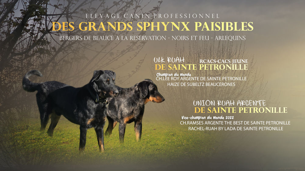 3 CHIOTS BEAUCERONS LOF MALES NOIR ET FEU 900 47800 Miramont-de-guyenne