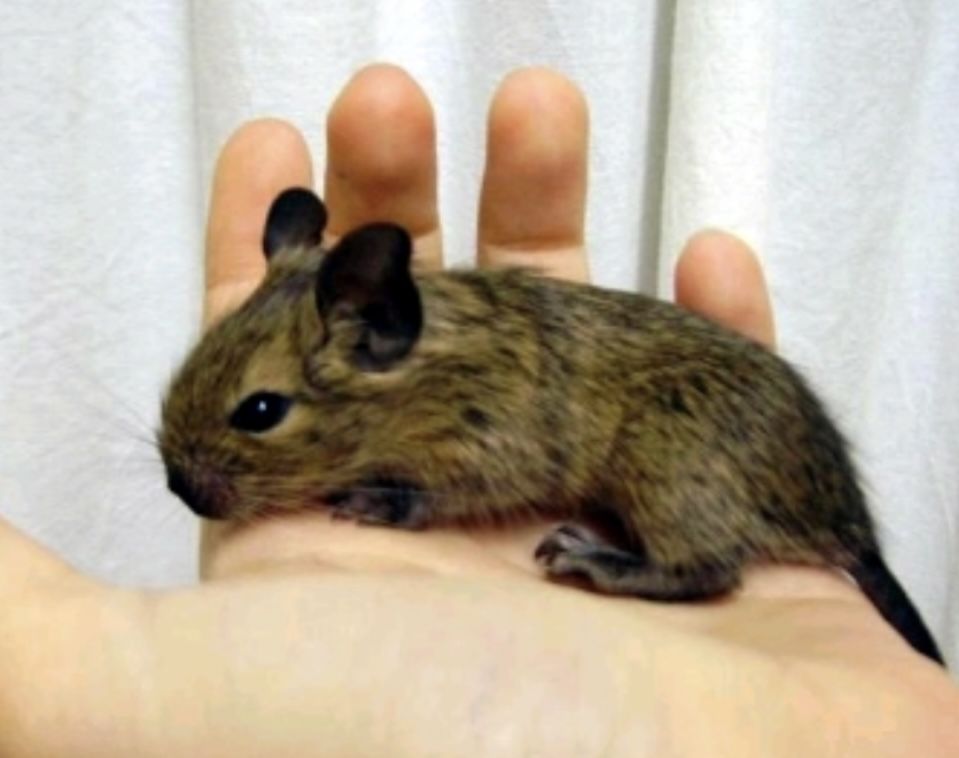 deux b&eacute;b&eacute;s octodon 30 90300 Valdoie