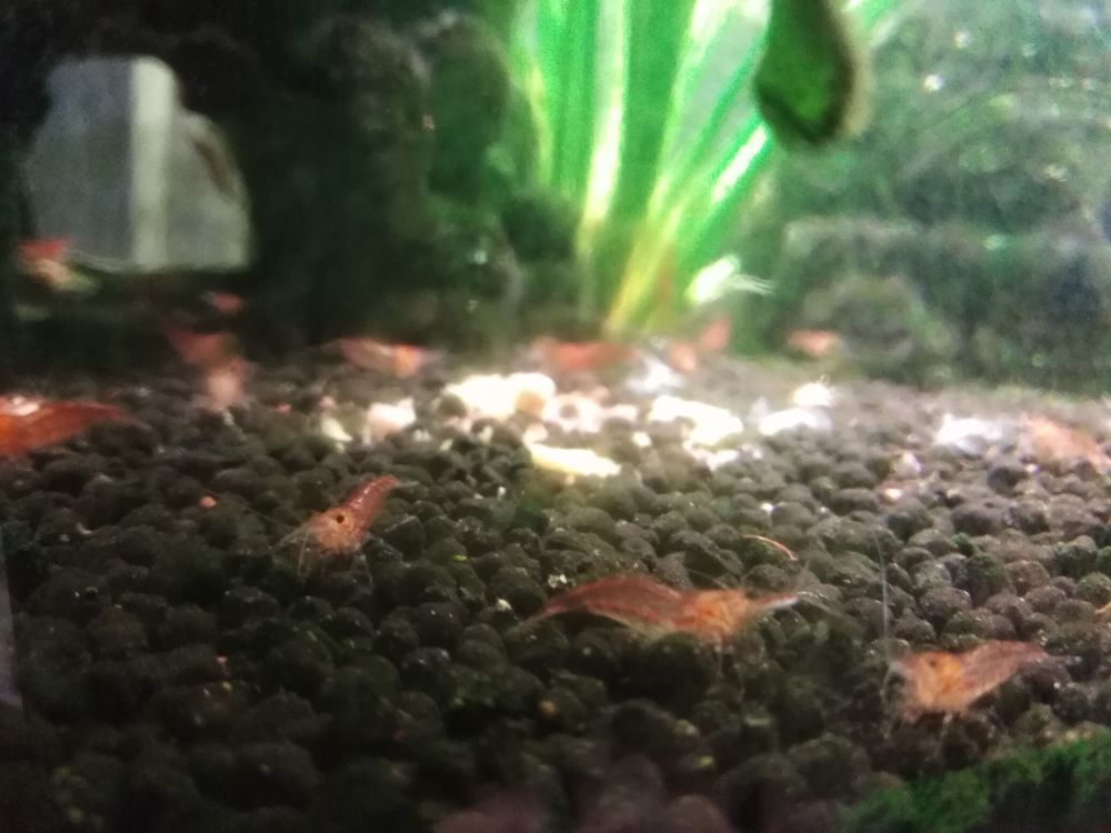 Guppy femelles et males + crevettes roses 1 94350 Villiers-sur-marne