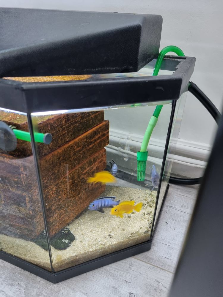 Poissons cichlid&eacute;s du lac Malawi 5 35800 Dinard