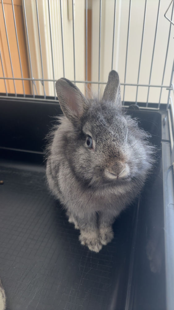 Donne lapin 0 51000 Ch�lons-en-champagne