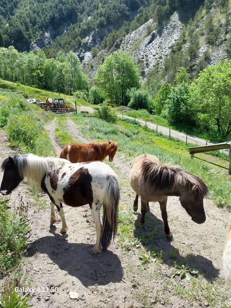 Ponettes et poneys 1400 04140 Auzet