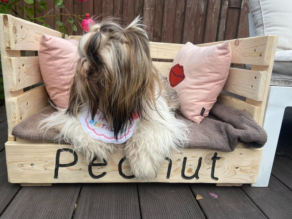 Canap&eacute; pour chien ? Confort & style &agrave; petit prix 25 59000 Lille