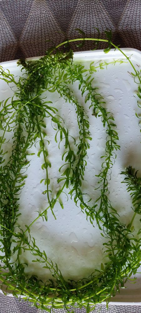 Promo Eg&eacute;ria Densa 2 44310 La limouzini�re