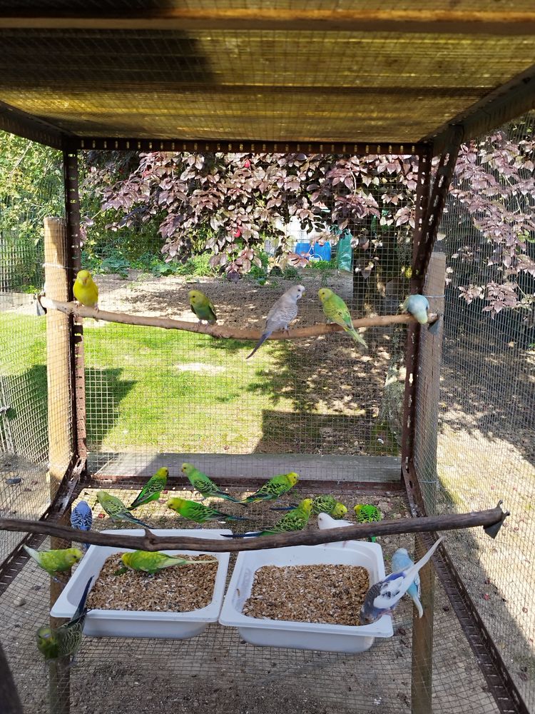 perruches ondul&eacute;es 10 40500 Eyres-moncube