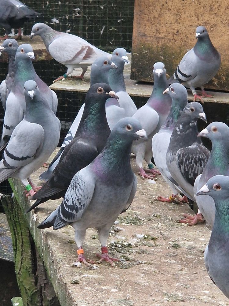 Pigeon voyageur bague 40 91640 Vaugrigneuse