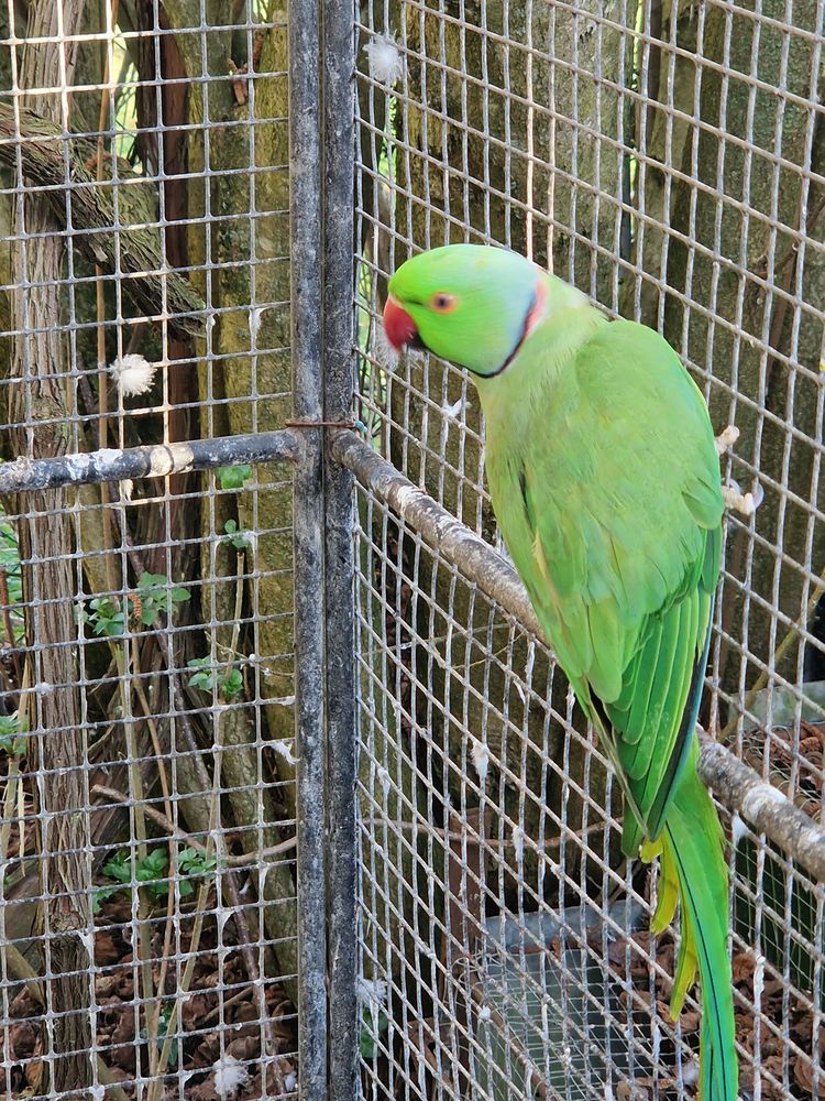 M&acirc;le perruche &agrave; collier verte de 3 ans 70 91640 Vaugrigneuse