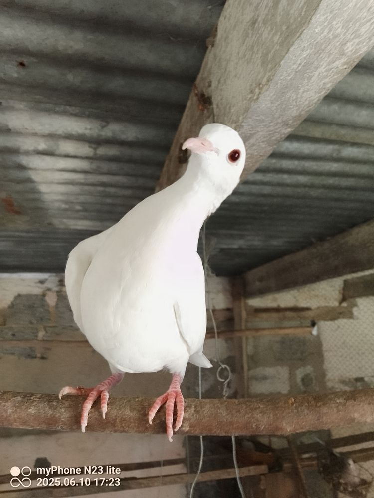 colombe blanche et tourterelle grise 5 44150 Ancenis