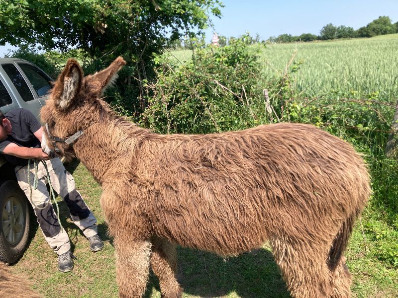 Ane 300 85420 Maillezais