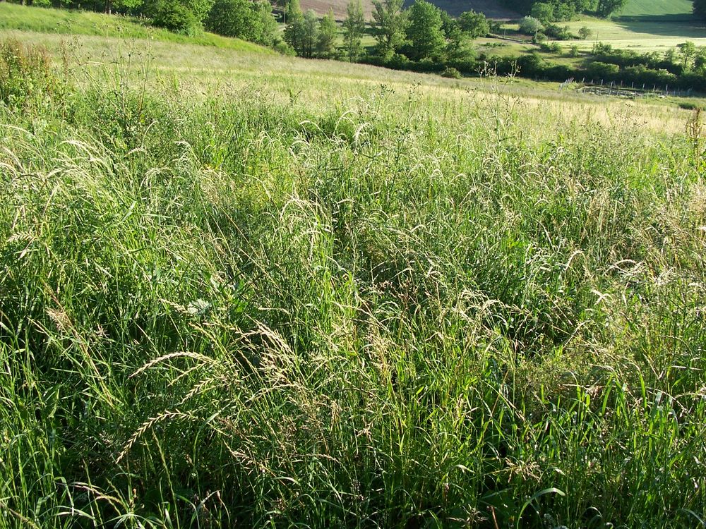 balle  ronde  foin 27 11500 Quillan