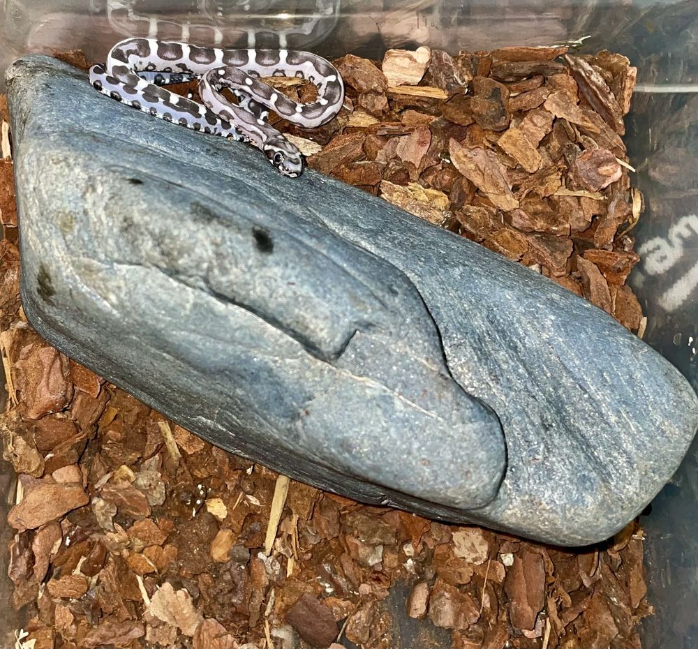 Pantherophis scaleless 50 77170 Brie-comte-robert