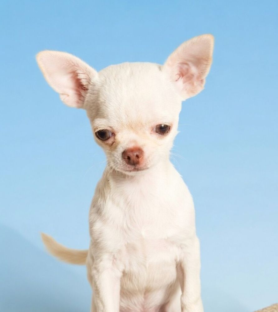 Superbes chiots chihuahua poils courts et poils longs 1000 89160 Ancy-le-franc