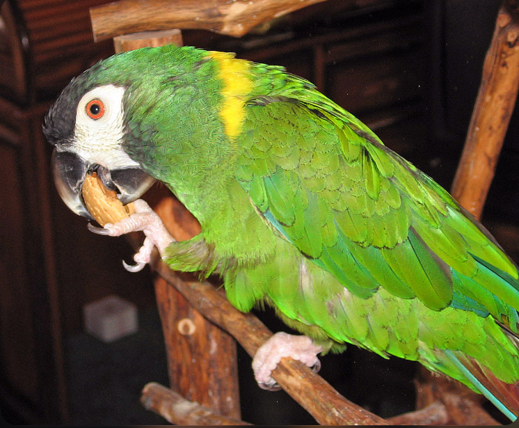 Ara &agrave; collier jaune 500 38090 Villefontaine