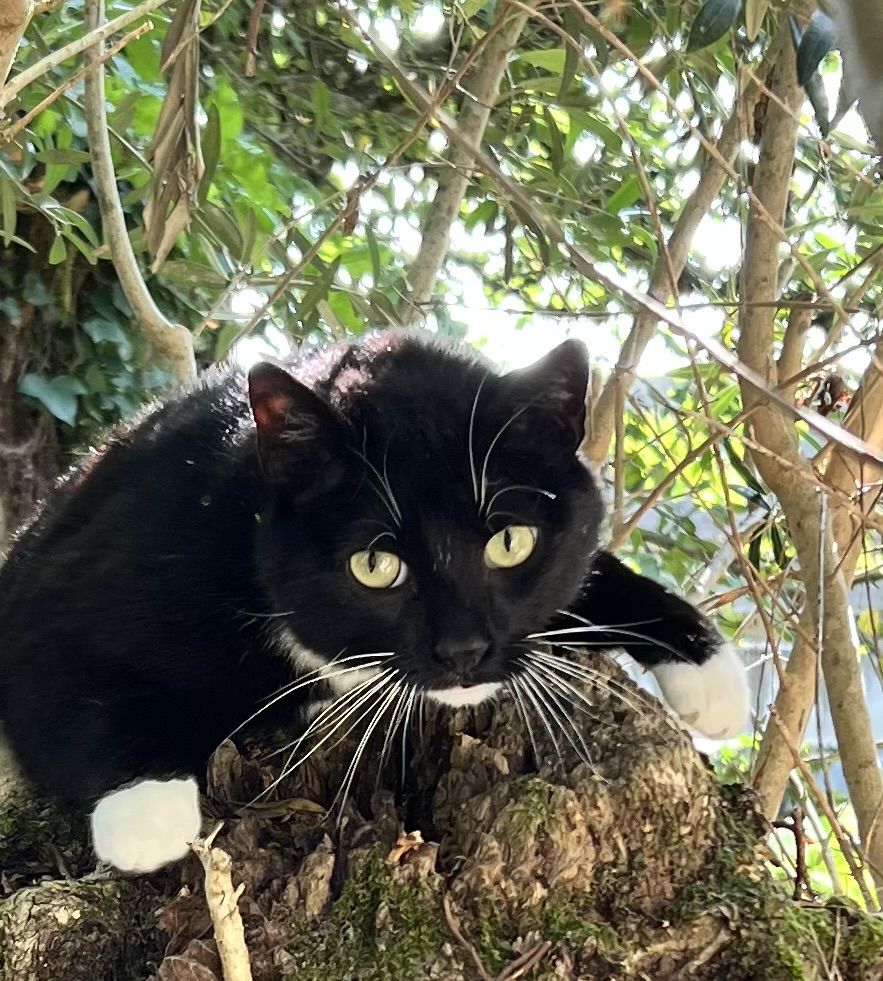 Recherche garde d'animaux 0 19360 Malemort-sur-corr�ze