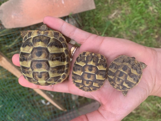 Tortue terrestre 50 34450 Vias