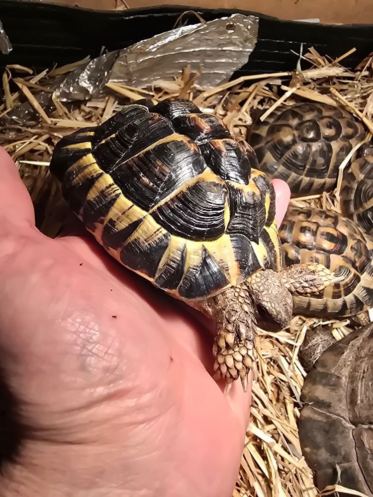 Tortue 150 69290 Craponne