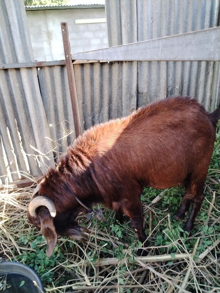 2 boucs adultes et une ch&egrave;vre adulte 2500� 2500 97460 Saint-paul