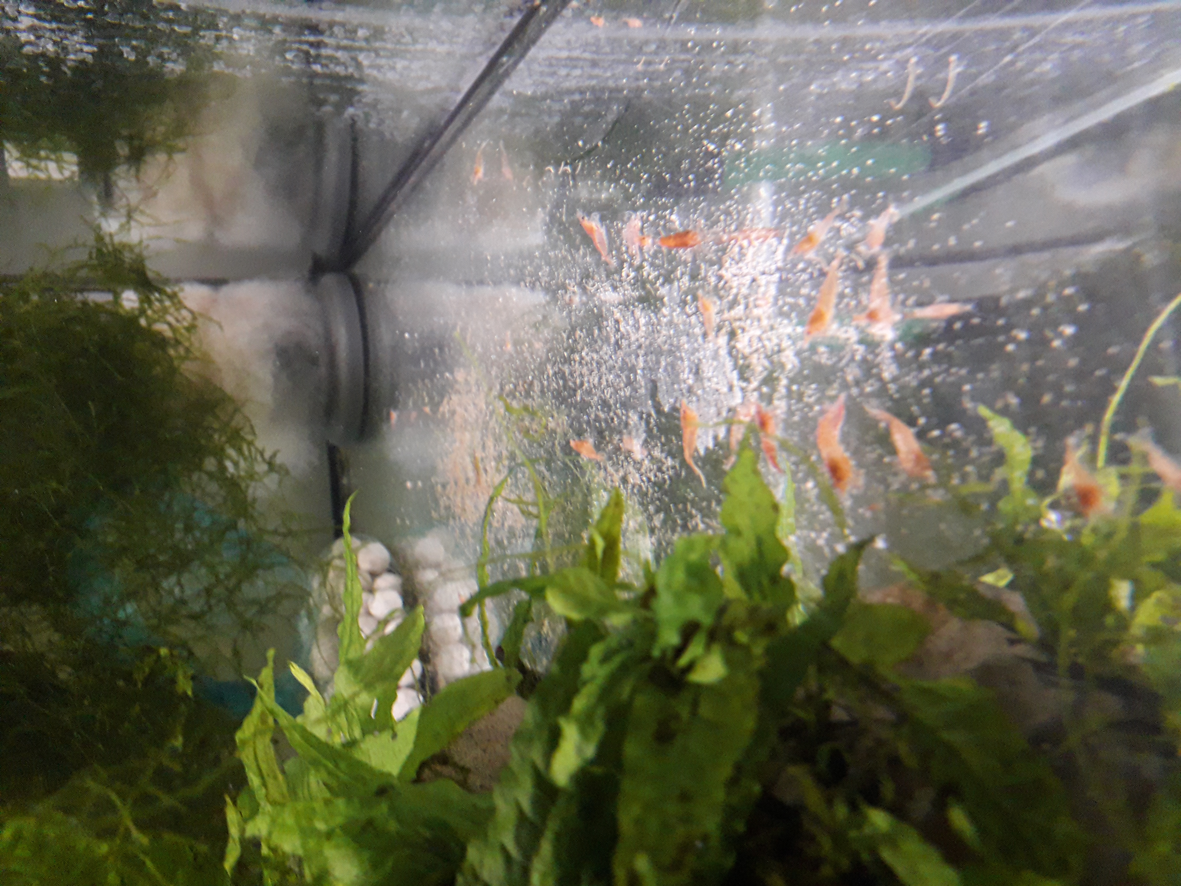  Crevettes Red Cherry 1 72400 La fert�-bernard