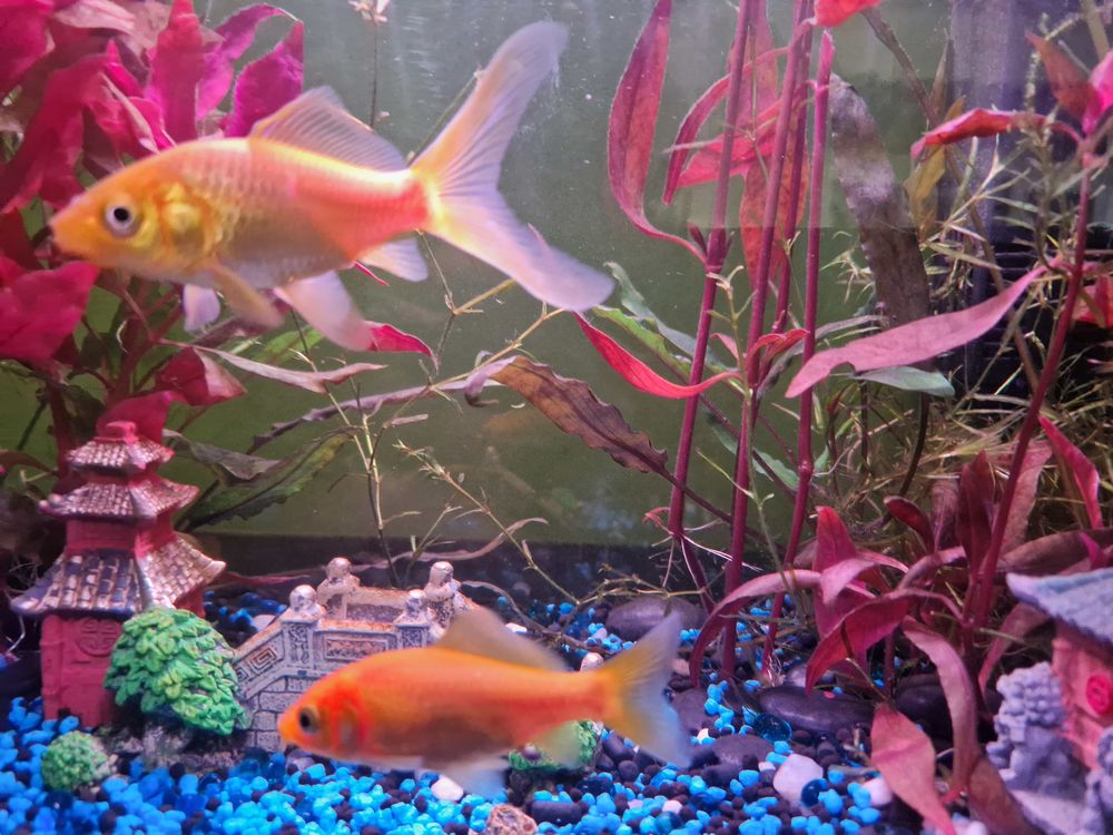 &Eacute;change poissons rouges contre guppys et crevettes 0 83700 Saint-rapha�l