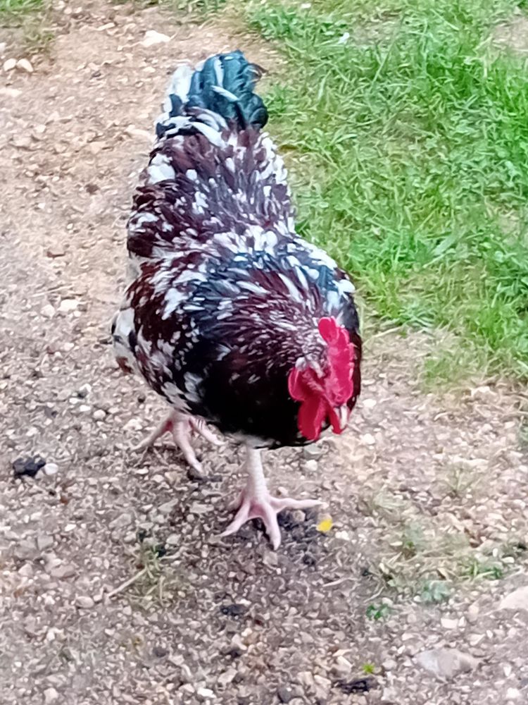 3 coqs Sussex tricolor d'un an 10 28240 Meauc�