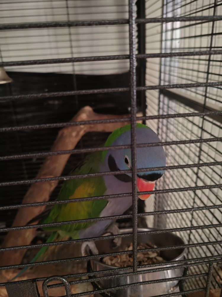 Perruche derby m&acirc;le 200 69480 Anse