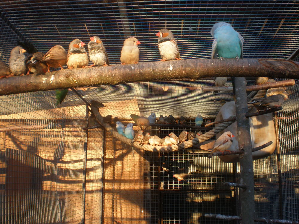 mandarin 5 87620 S�reilhac