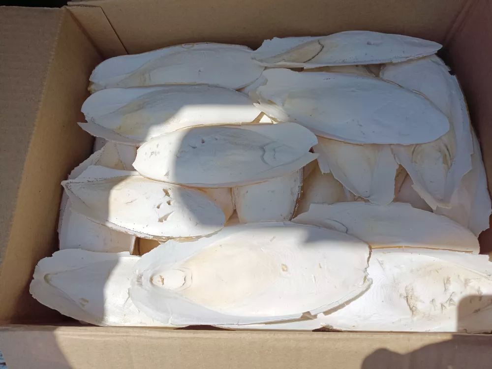  os de seiche 0 13140 Miramas