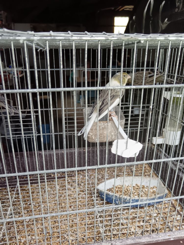 Canaris 5 29420 Mespaul