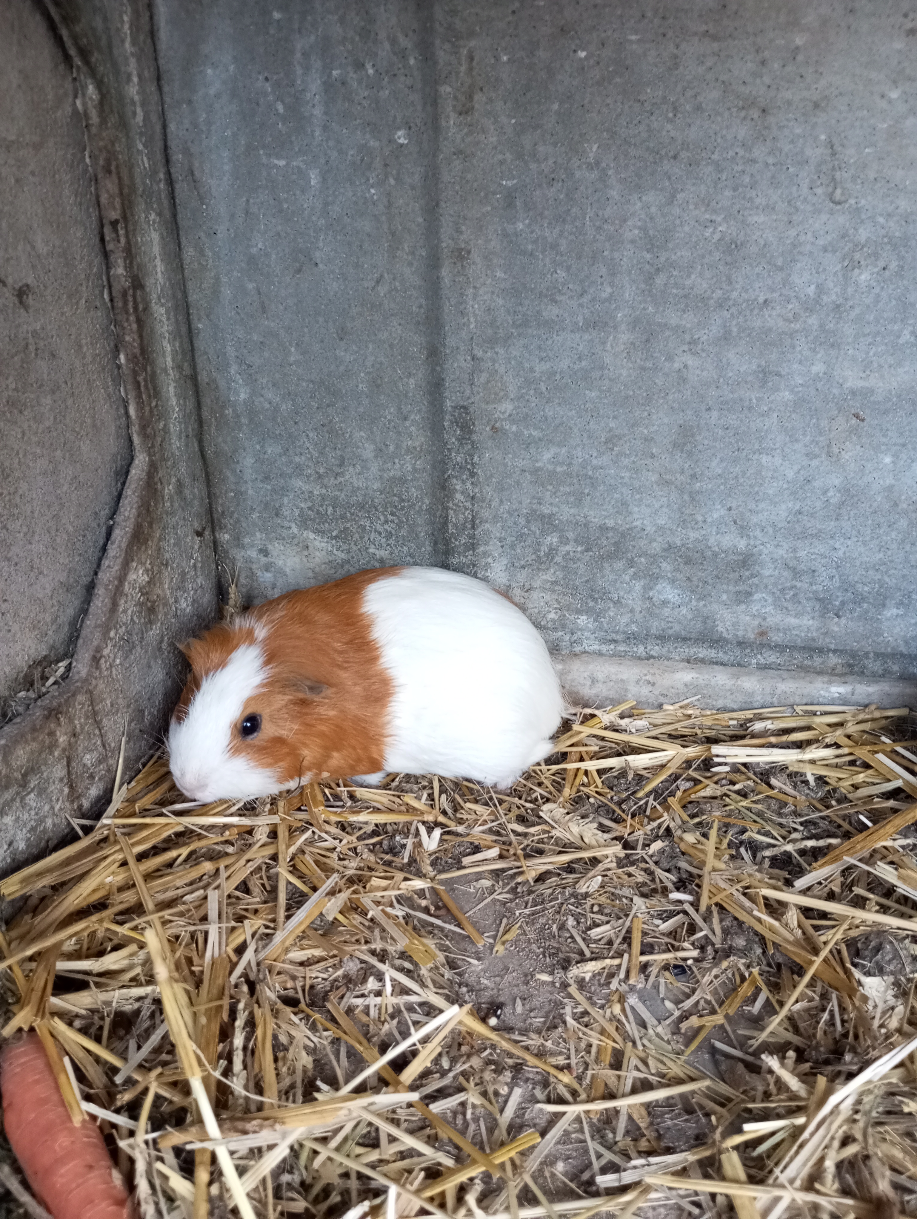 Cochon d'Inde 20 17430 Saint-hippolyte