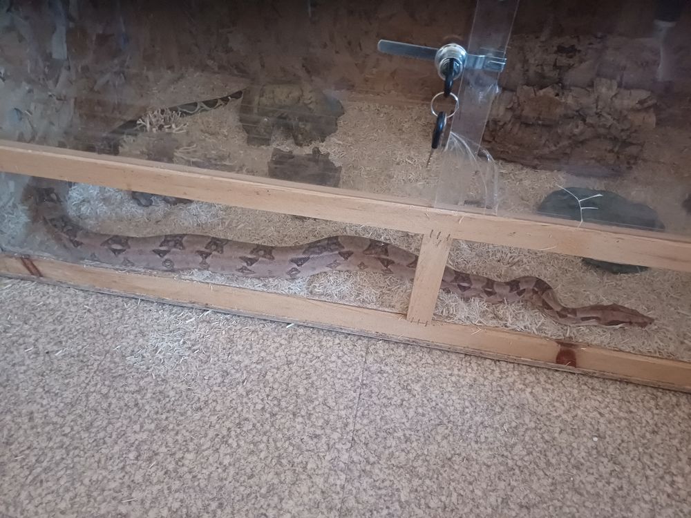 boa constrictor 150 71300 Montceau-les-mines