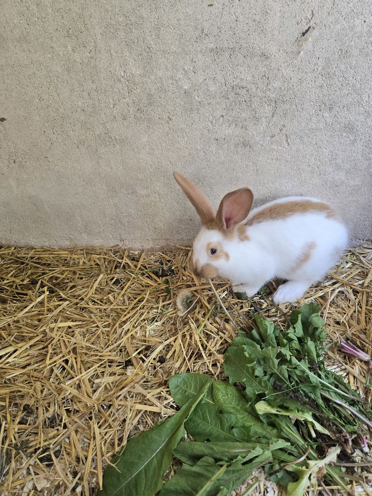 lapins g&eacute;ant papillon 40 78970 M�zi�res-sur-seine
