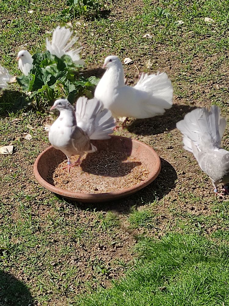 pigeons paons 10 85440 Grosbreuil