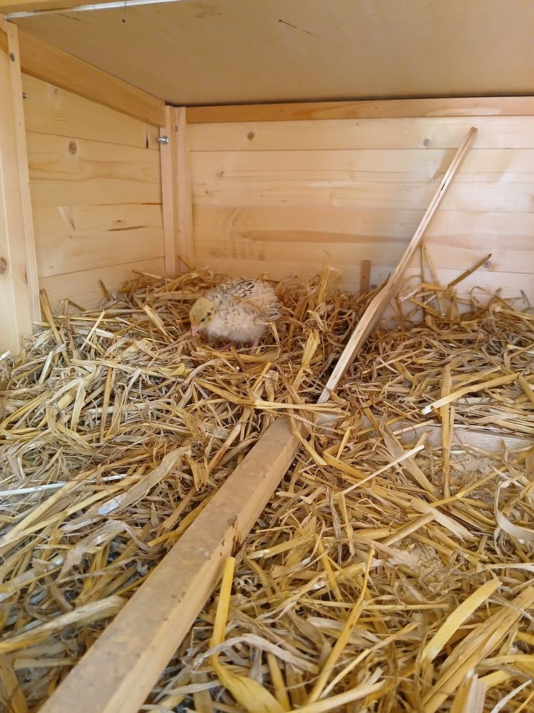 Caille 10 20250 Corte