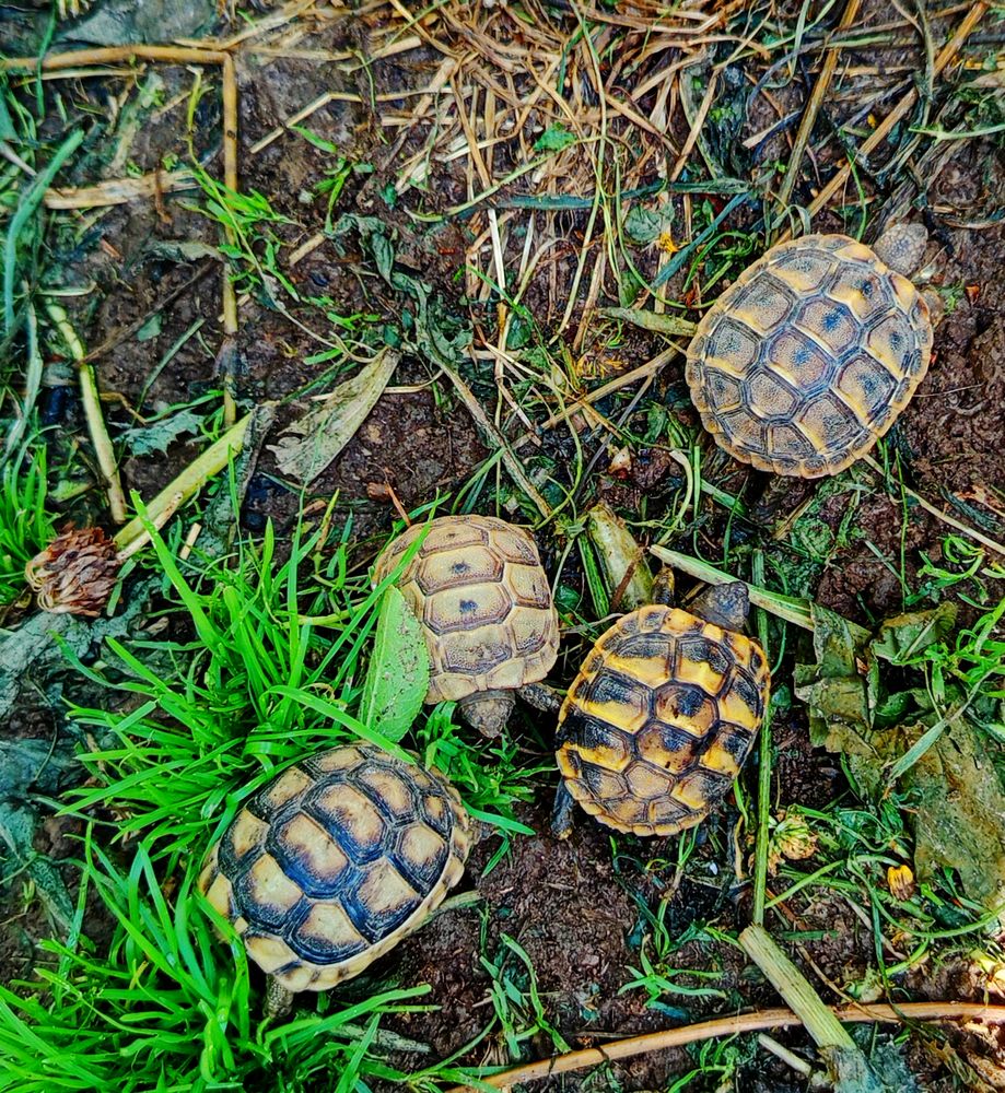 carapace 80 77120 Mouroux