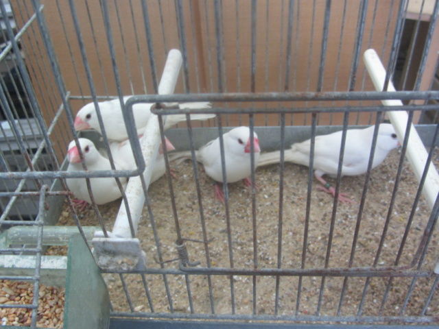 males paddas 15 59690 Vieux-cond�