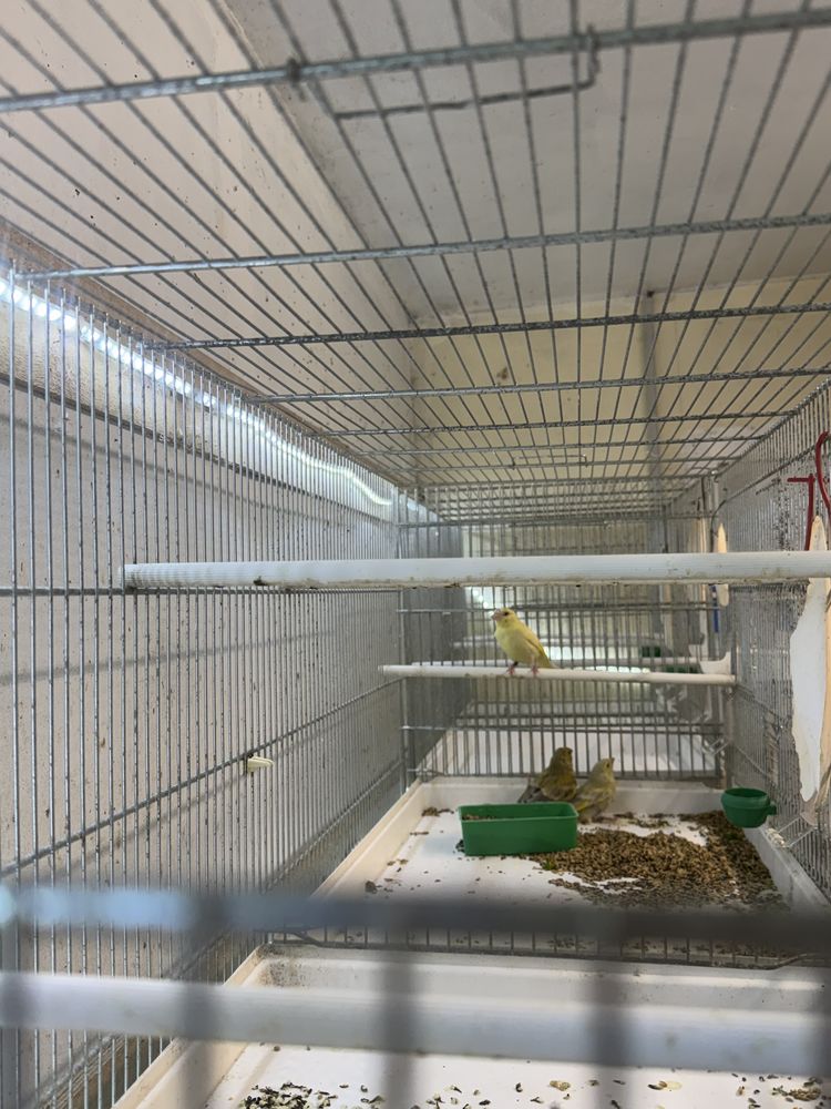 Canaris 40 16230 Saint-groux