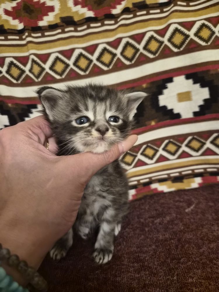 Magnifique B&eacute;b&eacute; Maine Coon m&acirc;le Black Silver  1000 77300 Fontainebleau