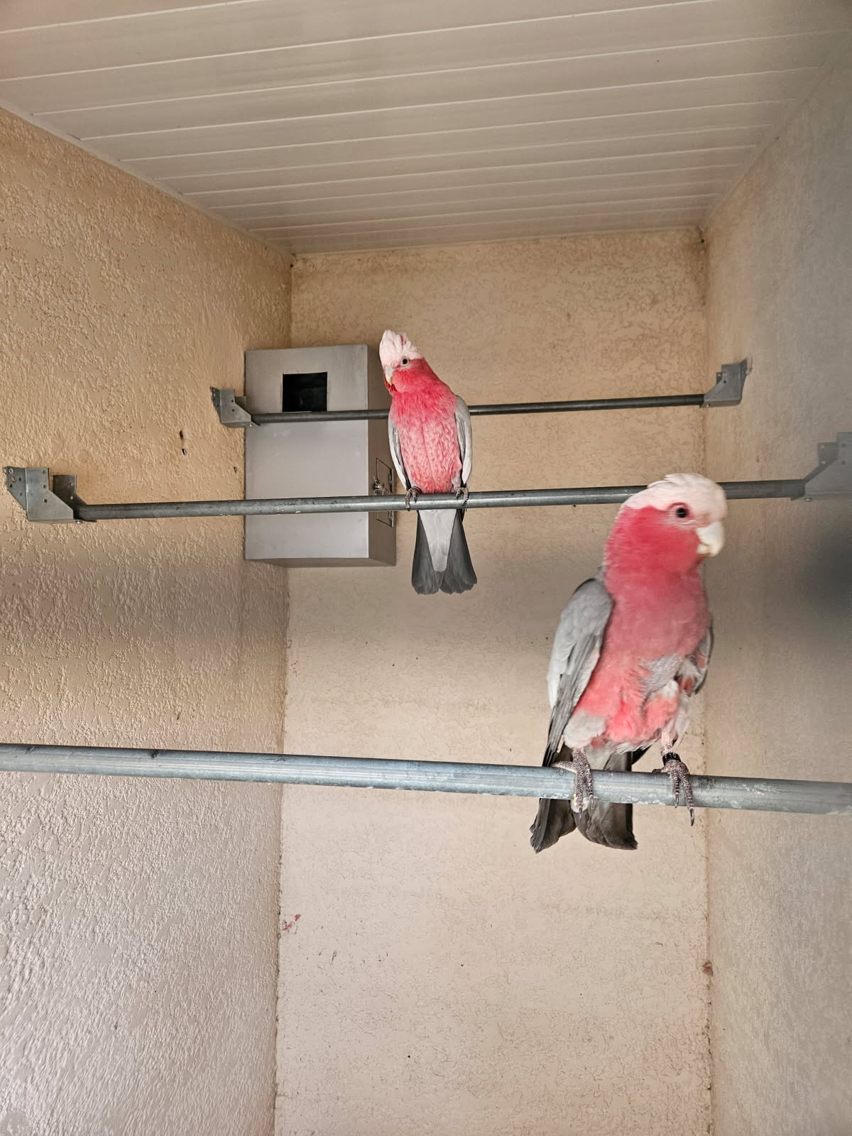 rosalbin 2000 01990 Relevant