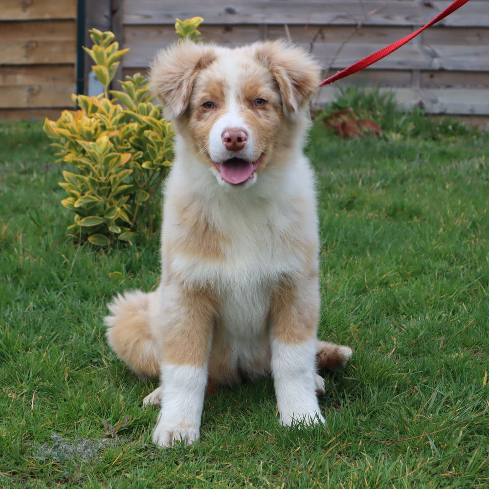 CHIOTS BERGER AUSTRALIEN 1050 71110 C�ron