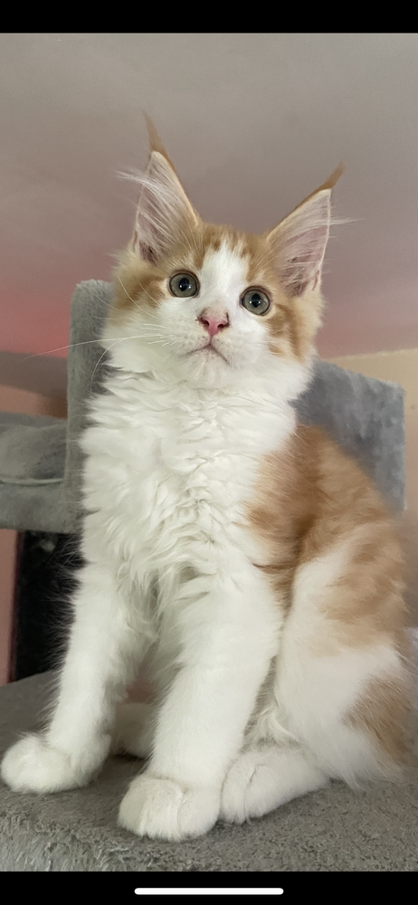 Chatons maine coon 750 84500 Boll�ne