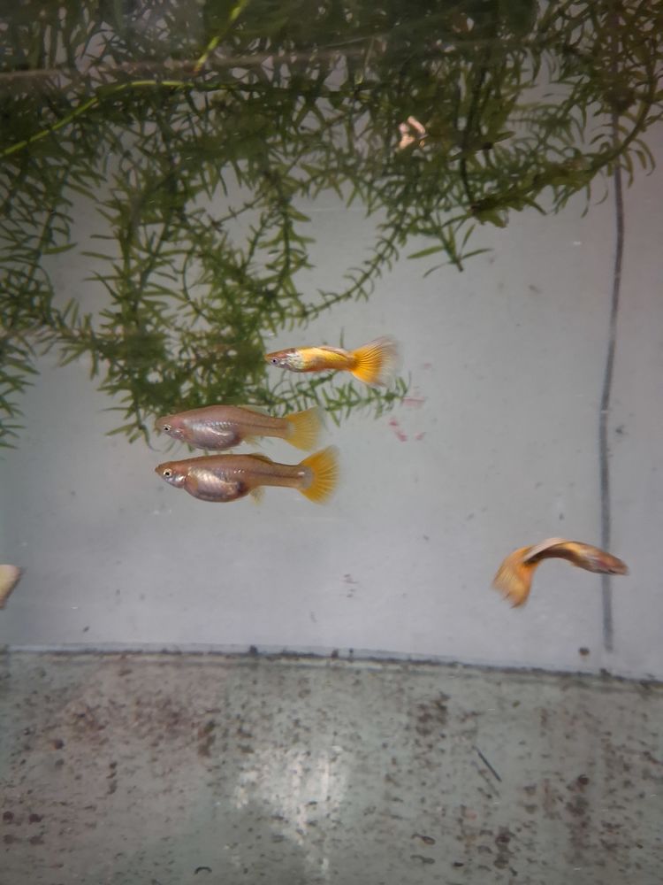 Poissons aquarium 2 97490 Sainte-clotilde